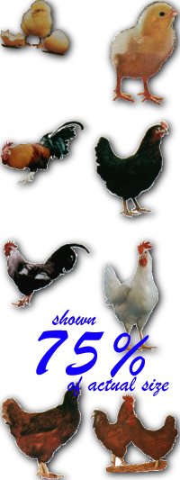 chickens