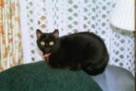 Black cat
