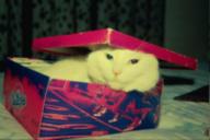 Squeak in a shoebox