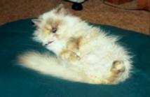 Contented kitty