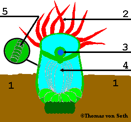 Anatomy of a coral