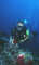 Diver and sea anemone