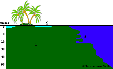 Profil of the outer reef