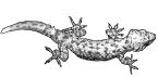 Gecko (GIF-format)