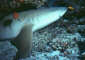 Nurseshark