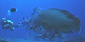 Napoleonfish