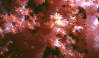 Softcoral