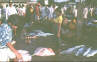 Fishmarket