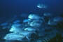 Shoal