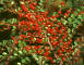 Berries