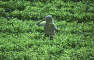 Tea plantation