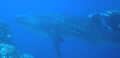 Whaleshark