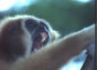 An angry monkey
