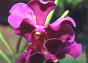 Orchid