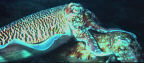 Cuttlefish