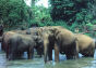 Elephants