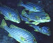 Sweetlips