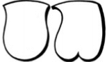 two curvaceous shield styles