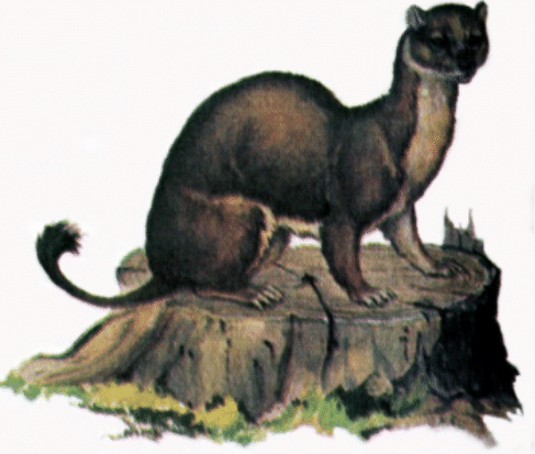 the stoat or ermine, Mustela erminea