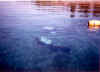 Dive2.jpg (39457 bytes)