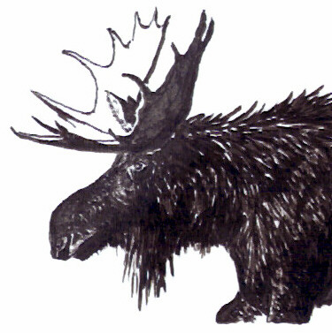 'Bull Moose'