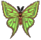 butterly