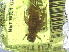 Picture of Cricket sweet