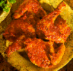 Picture of Ayam Panggang