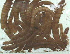 Picture of Worm snacks.