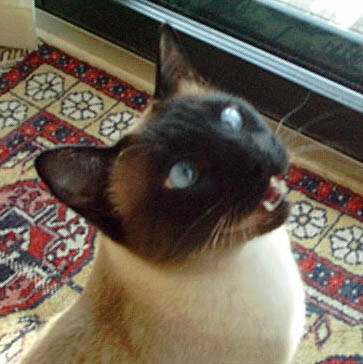 Caico