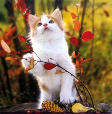 autumn