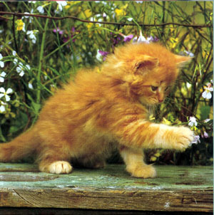 brown kitty