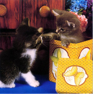 kitty in box