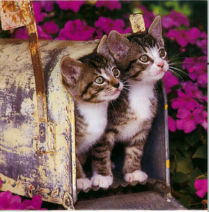 kitty pair