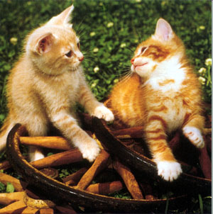 wheel n kitty