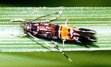 Cosmopterix sp. nr. basilisca