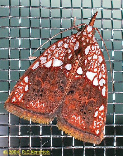 Gabala argentata