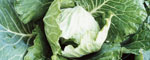 vegetable production