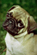 dog018.jpg