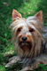 dog049.jpg
