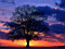 nature007.jpg