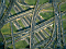 nature021.jpg