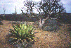 Elephant tree, Agave, Boojums