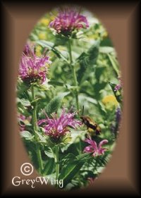 Beebalm