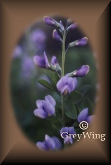 False Blue Indigo