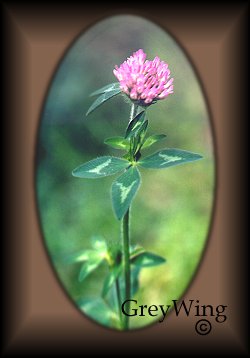 red clover
