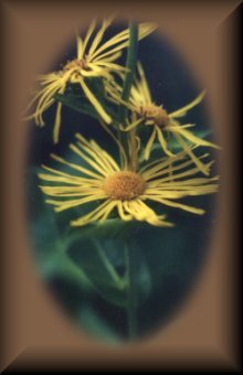 Elecampane