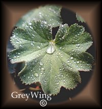 Lady's Mantle