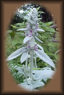 lambs ears
