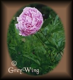 Peony